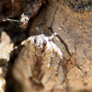 Spectrotrota fimbrialis at Campbell, ACT - 24 Dec 2024 02:17 PM