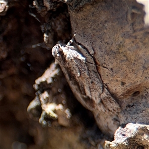 Spectrotrota fimbrialis at Campbell, ACT - 24 Dec 2024