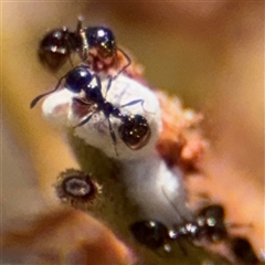 Monomorium sp. (genus) at Campbell, ACT - 24 Dec 2024 by Hejor1