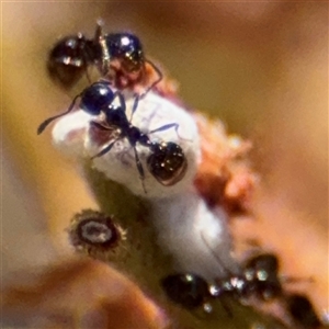 Monomorium / Chelaner (genus group) at Campbell, ACT - 24 Dec 2024