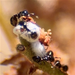 Monomorium / Chelaner (genus group) at Campbell, ACT - 24 Dec 2024 02:20 PM