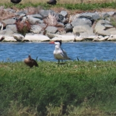 Hydroprogne caspia (Caspian Tern) at Fyshwick, ACT - 24 Dec 2024 by RodDeb