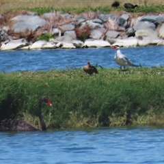 Hydroprogne caspia at Fyshwick, ACT - 24 Dec 2024