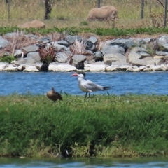 Hydroprogne caspia at Fyshwick, ACT - 24 Dec 2024