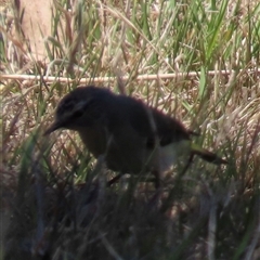 Acanthiza chrysorrhoa (Yellow-rumped Thornbill) at Cook, ACT - 25 Dec 2024 by lbradley