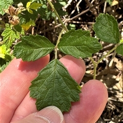 Rubus parvifolius (Native Raspberry) at Cook, ACT - 25 Dec 2024 by lbradley