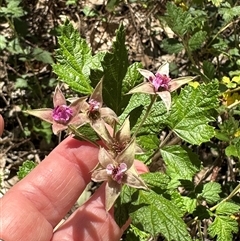 Rubus parvifolius at Cook, ACT - 25 Dec 2024 12:44 PM