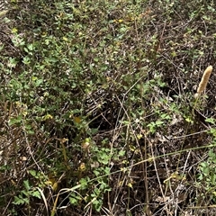 Rubus parvifolius at Cook, ACT - 25 Dec 2024