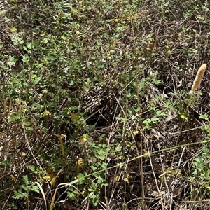 Rubus parvifolius at Cook, ACT - 25 Dec 2024 12:44 PM