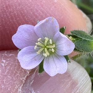 Geranium solanderi var. solanderi at Aranda, ACT - 25 Dec 2024