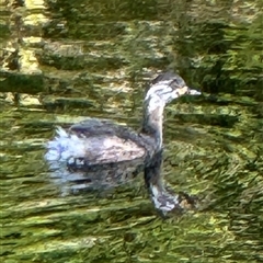 Tachybaptus novaehollandiae (Australasian Grebe) at Wilsons Promontory, VIC - 24 Dec 2024 by Louisab