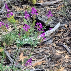 Comesperma ericinum (Heath Milkwort) at Jingera, NSW - 23 Dec 2024 by clarehoneydove