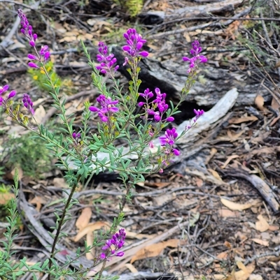 Comesperma ericinum at Jingera, NSW - 23 Dec 2024 by clarehoneydove