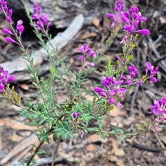 Comesperma ericinum at Jingera, NSW - 23 Dec 2024