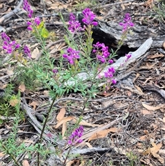 Comesperma ericinum at Jingera, NSW - 23 Dec 2024 05:23 PM