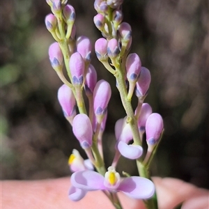 Comesperma ericinum (Heath Milkwort) at Jingera, NSW by clarehoneydove