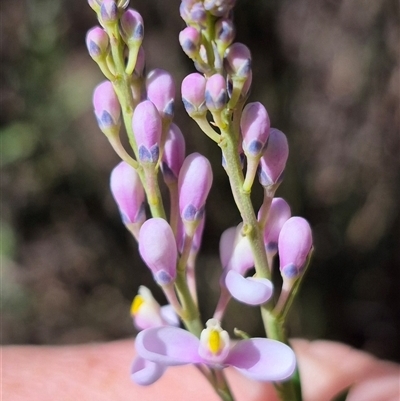 Comesperma retusum at Jingera, NSW - 23 Dec 2024 by clarehoneydove