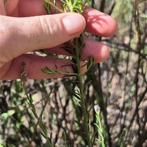 Comesperma ericinum at Jingera, NSW - 23 Dec 2024