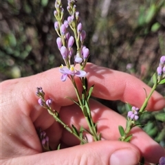 Comesperma ericinum at Jingera, NSW - 23 Dec 2024 04:46 PM