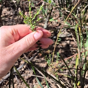 Comesperma ericinum at Jingera, NSW - 23 Dec 2024