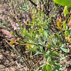 Comesperma ericinum at Jingera, NSW - 23 Dec 2024