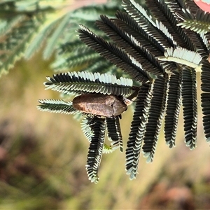 Trigonodera sp. (genus) (Wedge-shaped beetle) at Jingera, NSW by clarehoneydove