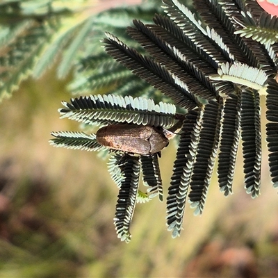 Trigonodera sp. (genus) (Wedge-shaped beetle) at Jingera, NSW - 23 Dec 2024 by clarehoneydove