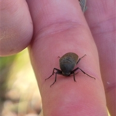 Trigonodera sp. (genus) at Jingera, NSW - 23 Dec 2024