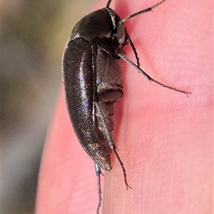 Trigonodera sp. (genus) at Jingera, NSW - 23 Dec 2024