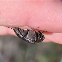 Trigonodera sp. (genus) at Jingera, NSW - 23 Dec 2024