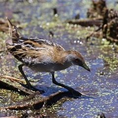 Zapornia pusilla (Baillon's Crake) at Fyshwick, ACT - 24 Dec 2024 by RodDeb