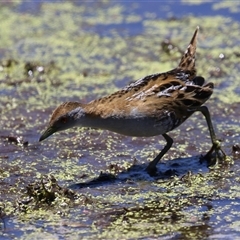 Zapornia pusilla at Fyshwick, ACT - 24 Dec 2024