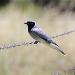 Coracina novaehollandiae (Black-faced Cuckooshrike) at Fyshwick, ACT - 24 Dec 2024 by RodDeb