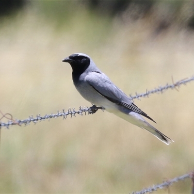 Coracina novaehollandiae at Fyshwick, ACT - 24 Dec 2024 by RodDeb