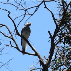 Coracina novaehollandiae at Fyshwick, ACT - 24 Dec 2024