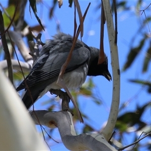 Coracina novaehollandiae at Fyshwick, ACT - 24 Dec 2024