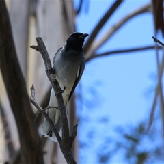 Coracina novaehollandiae at Fyshwick, ACT - 24 Dec 2024