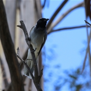 Coracina novaehollandiae at Fyshwick, ACT - 24 Dec 2024