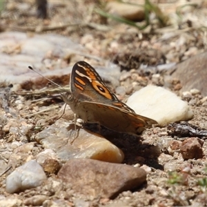 Junonia villida at Fyshwick, ACT - 24 Dec 2024