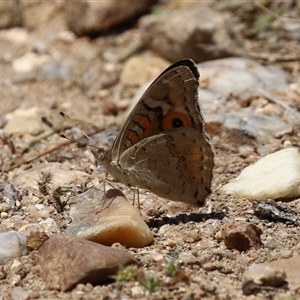 Junonia villida at Fyshwick, ACT - 24 Dec 2024