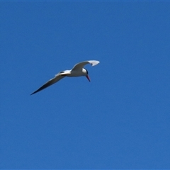 Hydroprogne caspia (Caspian Tern) at Fyshwick, ACT - 24 Dec 2024 by RodDeb