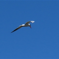 Hydroprogne caspia (Caspian Tern) at Fyshwick, ACT - 24 Dec 2024 by RodDeb