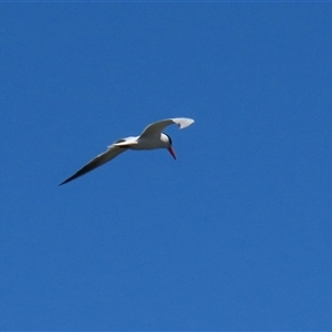 Chroicocephalus novaehollandiae at Fyshwick, ACT by RodDeb