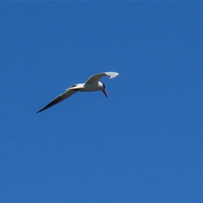 Chroicocephalus novaehollandiae at Fyshwick, ACT - 24 Dec 2024 by RodDeb