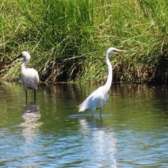 Ardea alba (Great Egret) at Fyshwick, ACT - 24 Dec 2024 by RodDeb