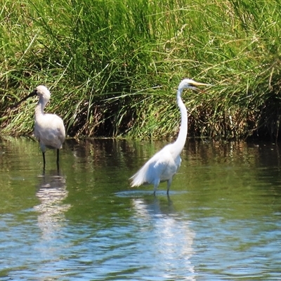 Ardea alba at Fyshwick, ACT - 24 Dec 2024 by RodDeb