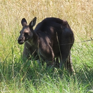 Macropus giganteus at Fyshwick, ACT - 24 Dec 2024 01:44 PM