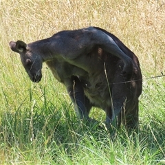 Macropus giganteus at Fyshwick, ACT - 24 Dec 2024 01:44 PM