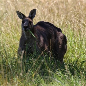 Macropus giganteus at Fyshwick, ACT - 24 Dec 2024 01:44 PM