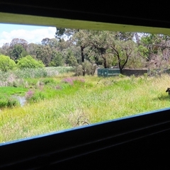 Macropus giganteus at Fyshwick, ACT - 24 Dec 2024 01:44 PM